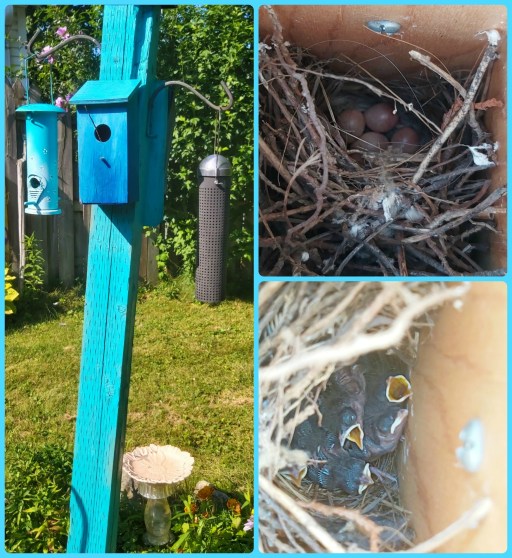 213 little blue house