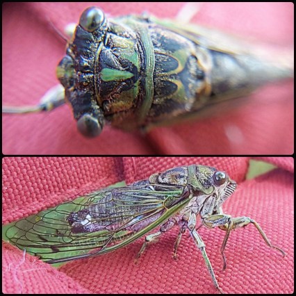 233 cicada