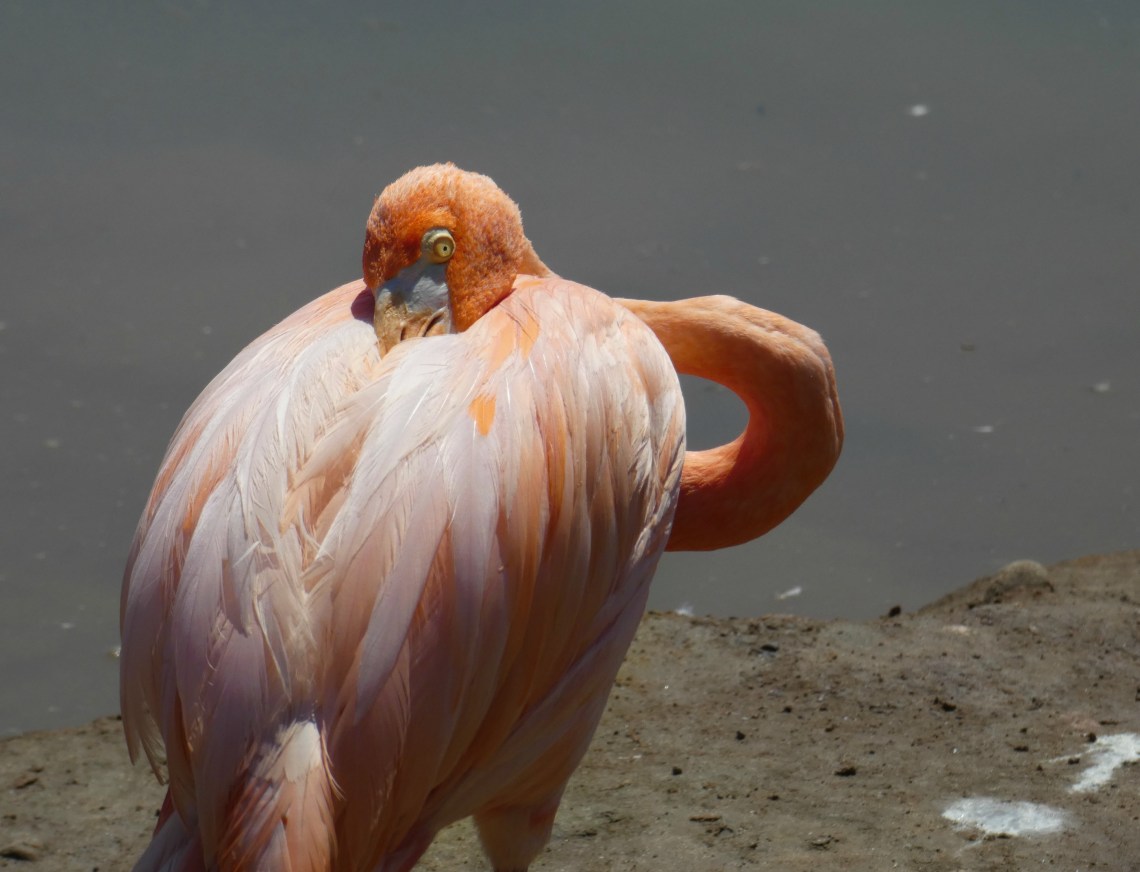 234 napping flamingo