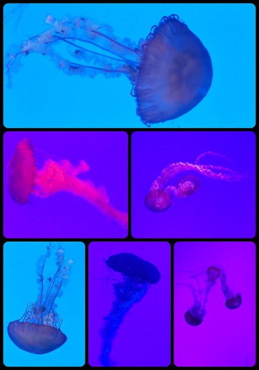 jelly