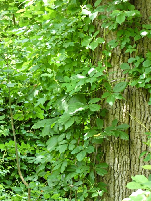 248 green on green.jpg