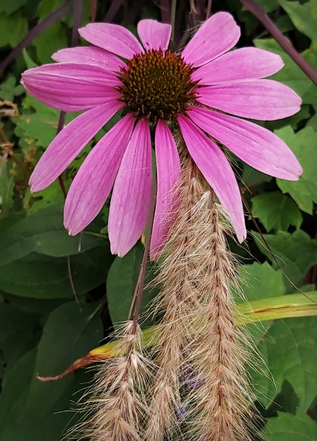 251 a cone flower.jpg
