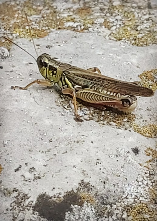 garden hopper