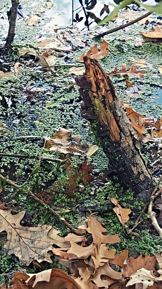 285 gathering leaves.jpg