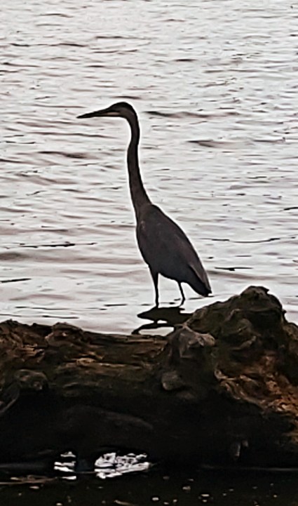 288 heron.jpg