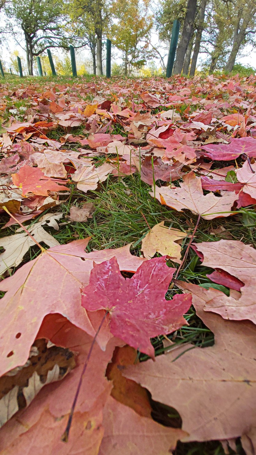 298 colourful carpet.jpg