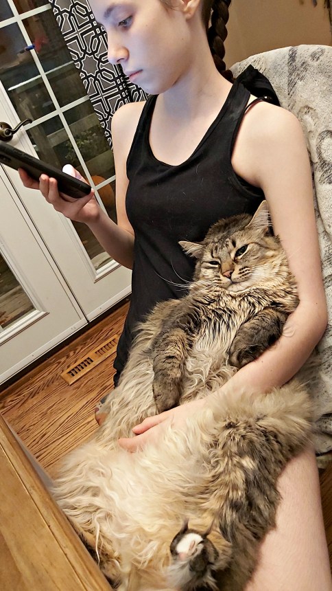 305 amazing melting cat