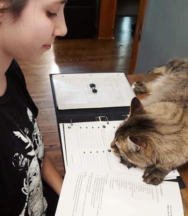 313 home work helper