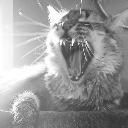 322 whiskers fro days.jpg