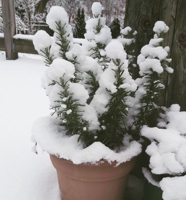 332 rosemarry by the garden gate.jpg