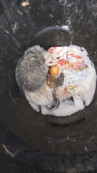 352 perry got stuck.jpg