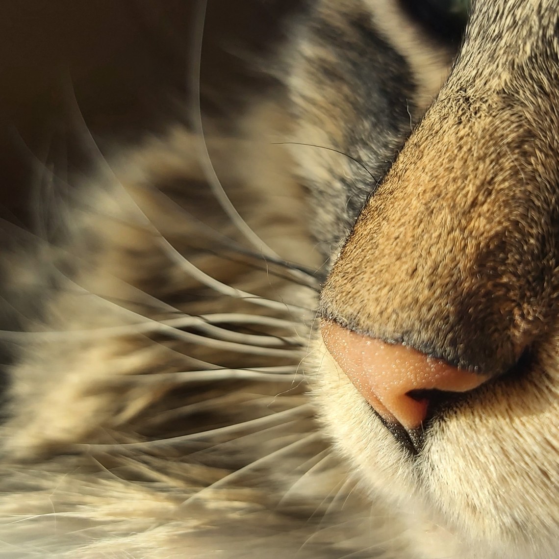 58 sunshine and snooters