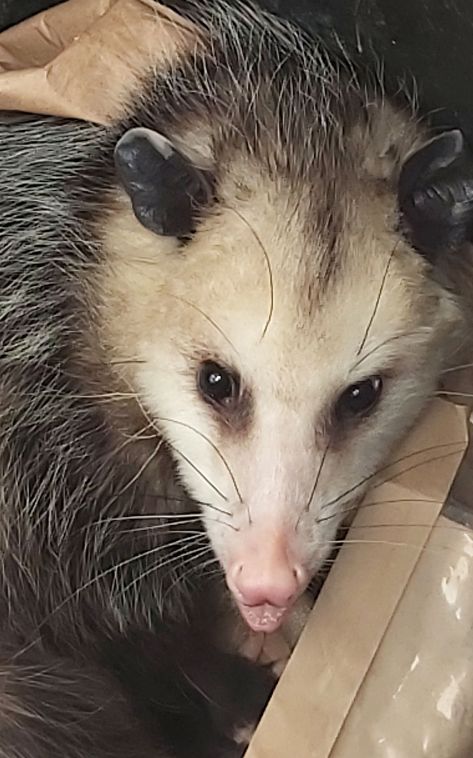 110 captain my captain