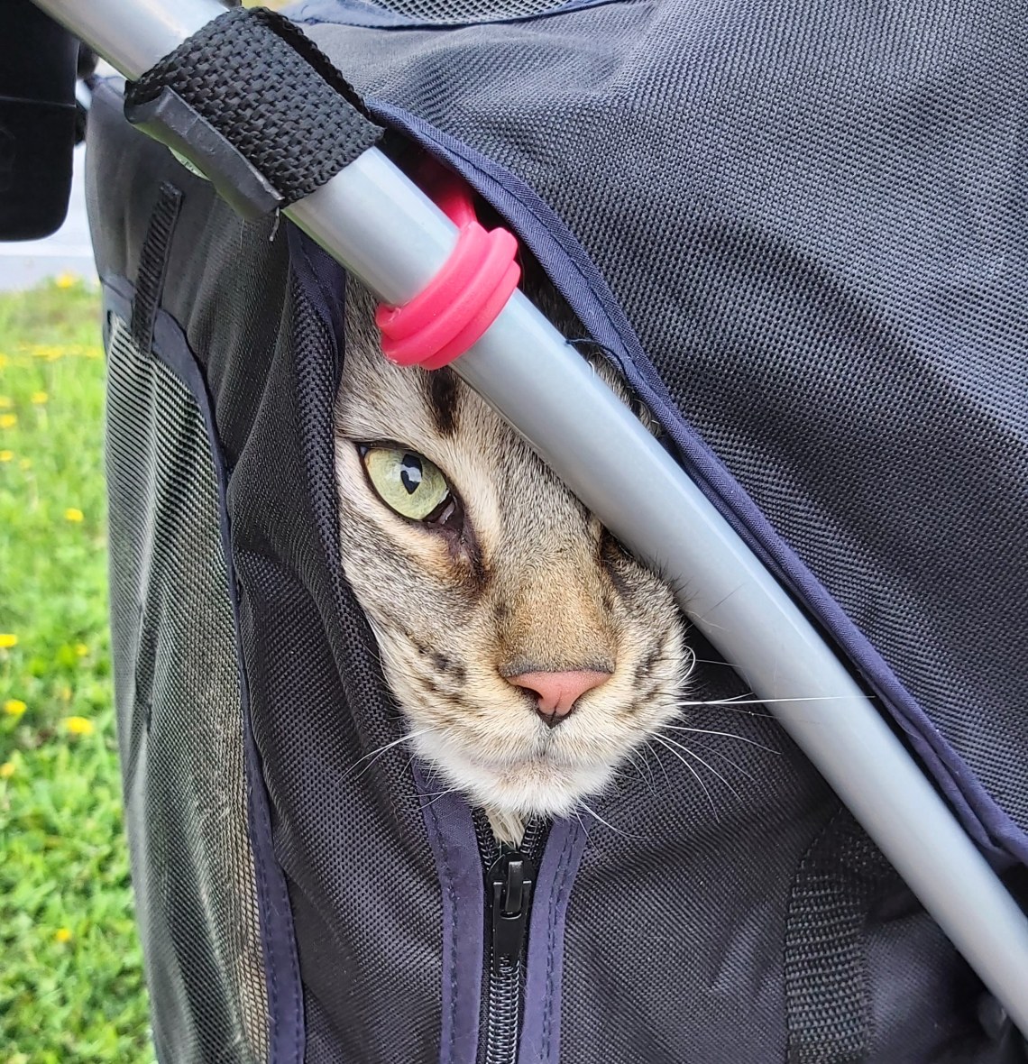 133 he loves his stroller