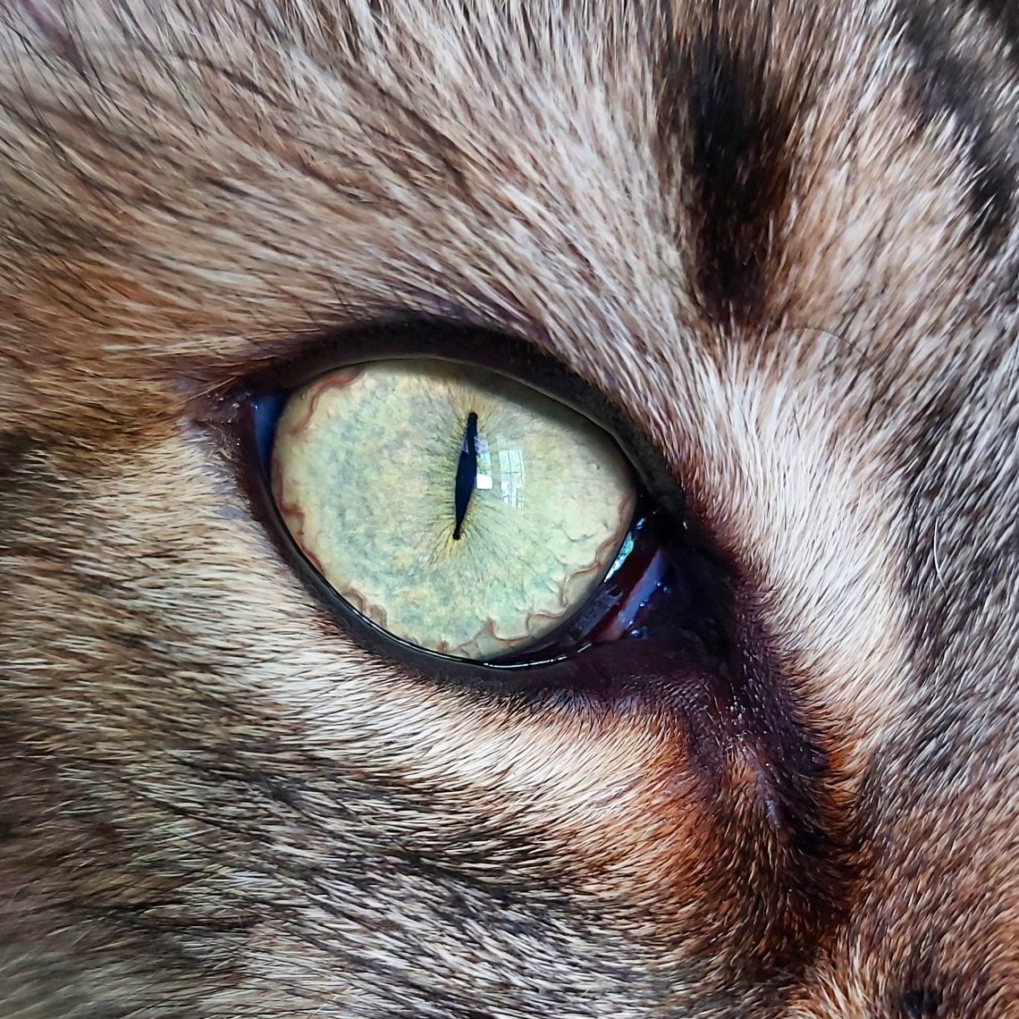 142 cat eyes