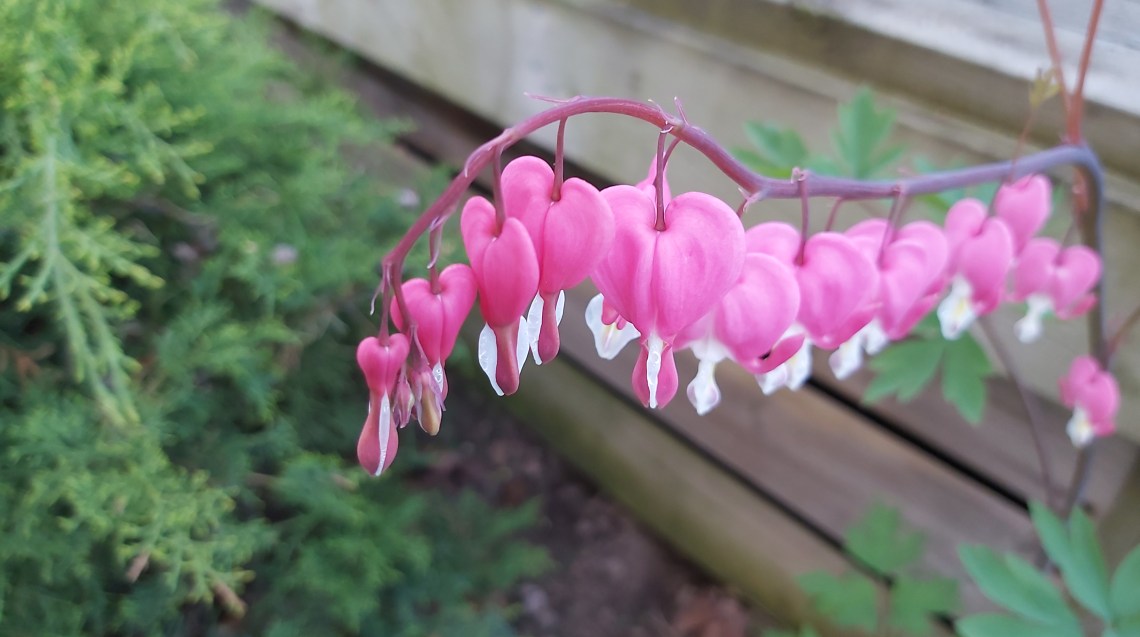 155 gotta love perennials