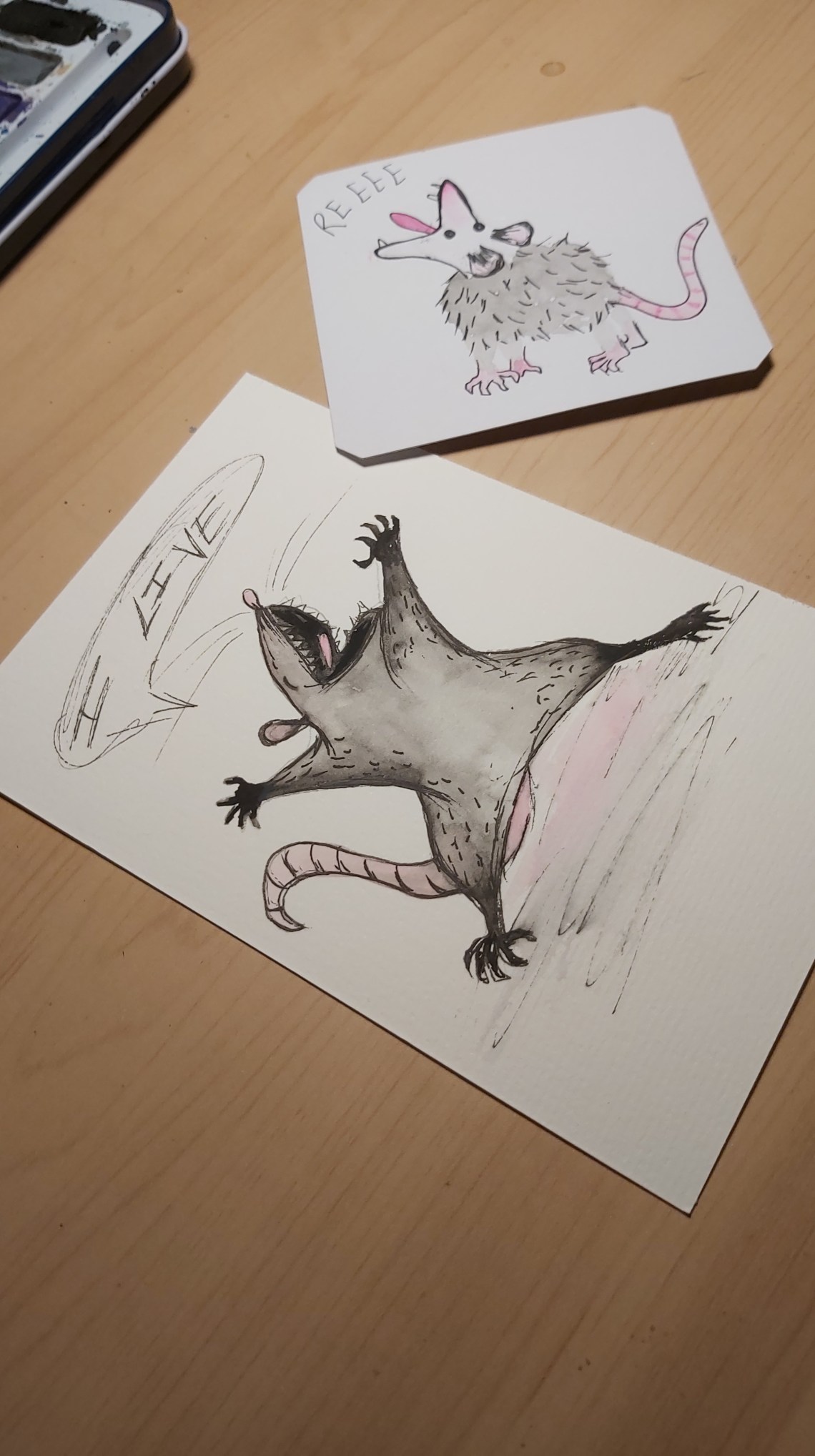 171 possums for elora