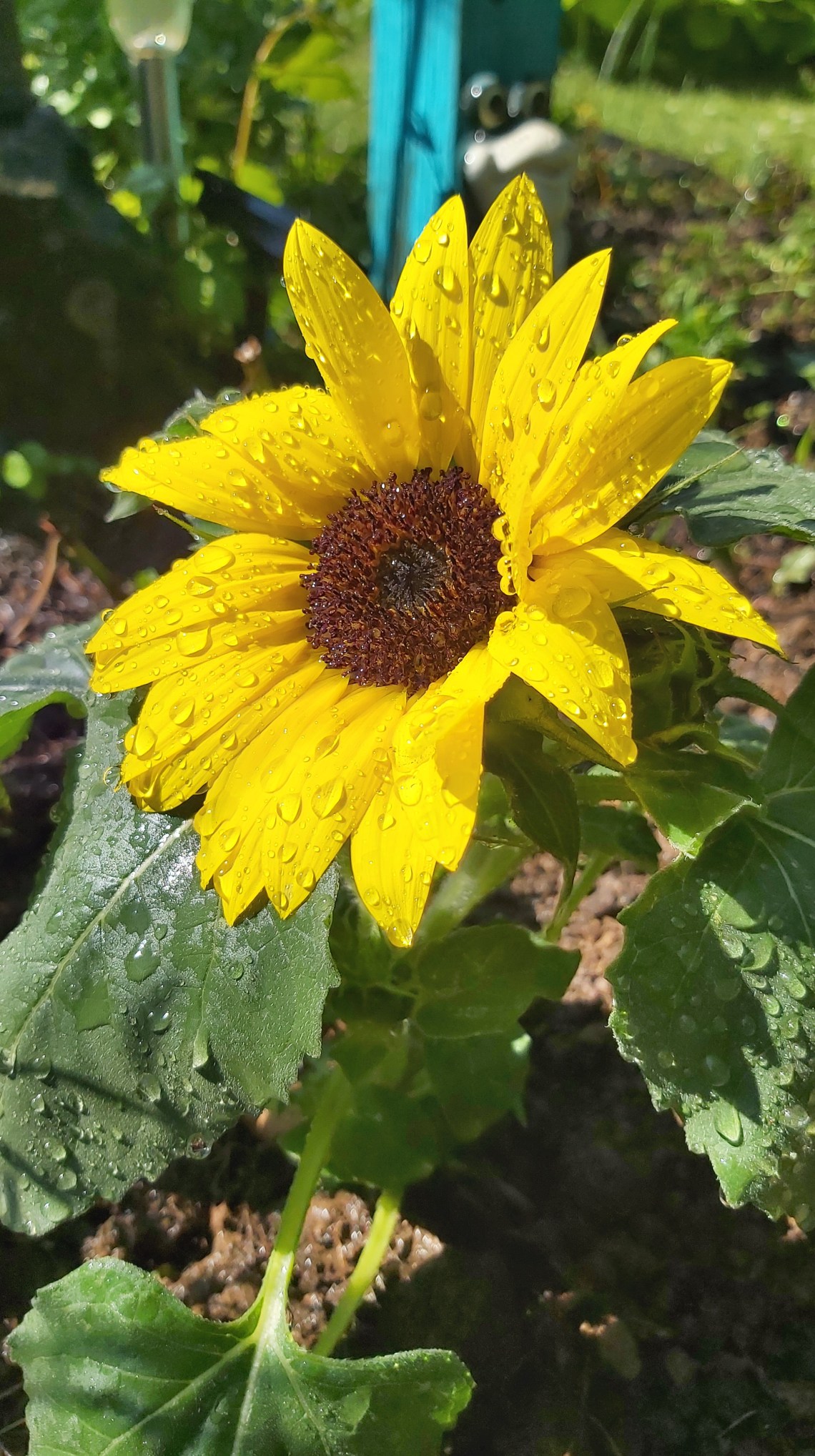 189 solitary sunflower